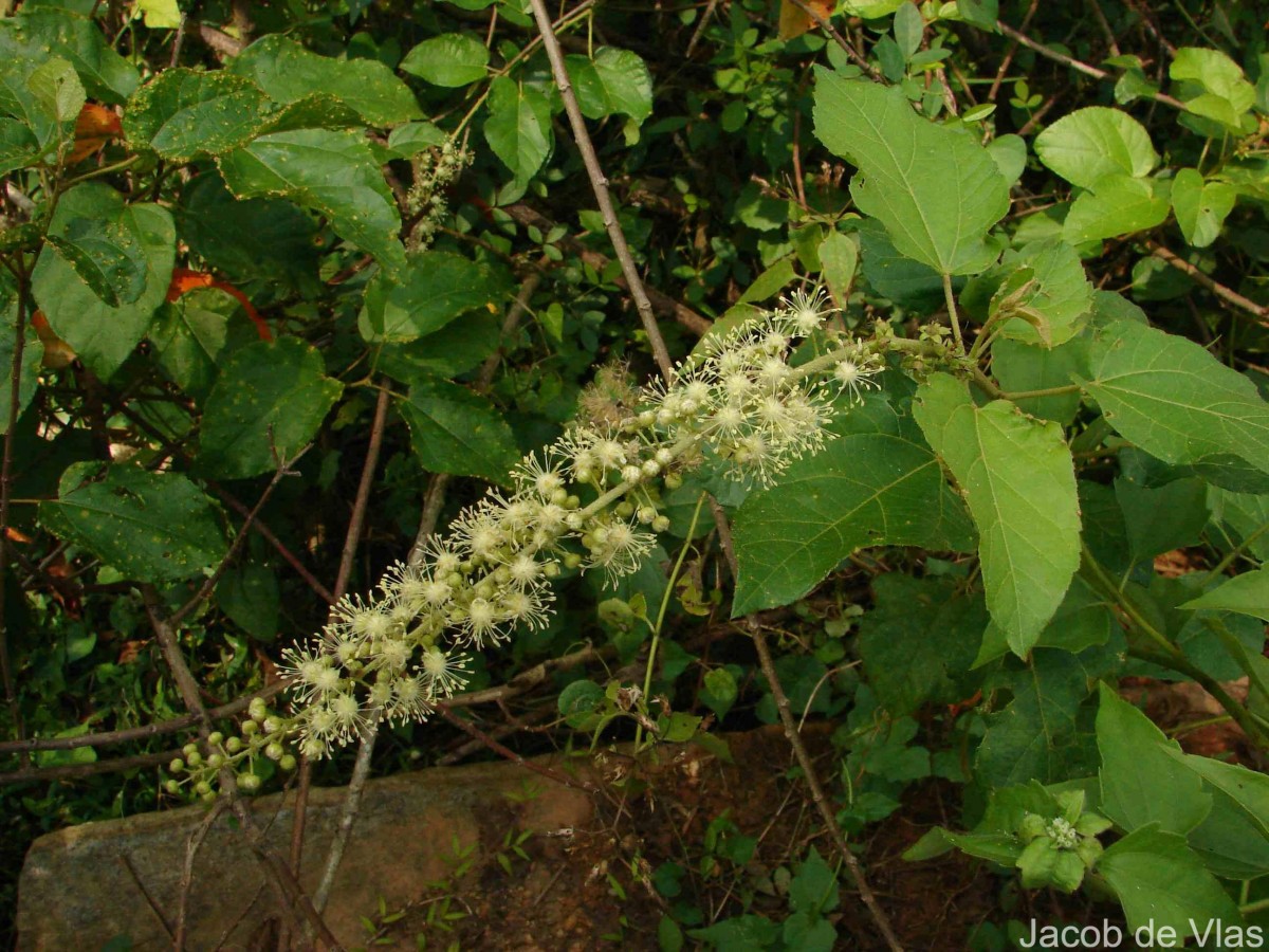 Croton caudatus Geiseler